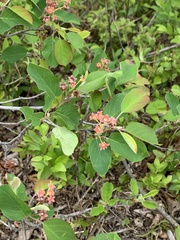 Amelanchier humilis