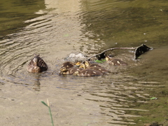 Anas platyrhynchos