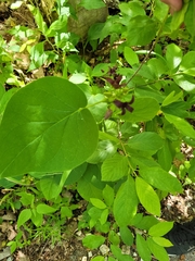 Matelea obliqua