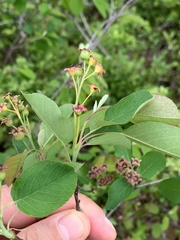 Amelanchier humilis