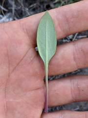 Penstemon humilis