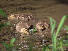 Anas platyrhynchos