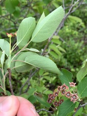 Amelanchier humilis