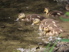 Anas platyrhynchos