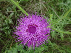 Carduus hamulosus