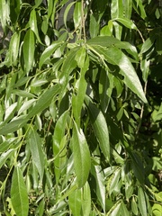 Salix × reichardtii