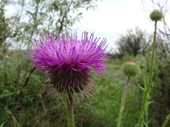 Carduus hamulosus