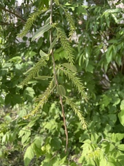 Salix × reichardtii