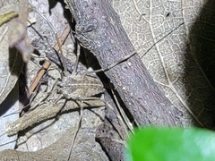 Bidentolophus bidens