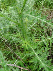Carduus hamulosus