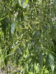 Salix × reichardtii