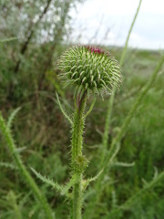 Carduus hamulosus