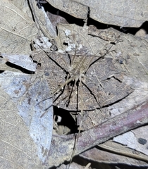 Bidentolophus bidens