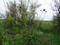 Carduus hamulosus