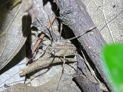 Bidentolophus bidens