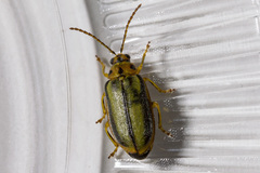 Xanthogaleruca luteola