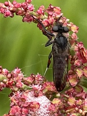 Leptarthrus brevirostris