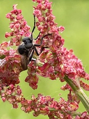 Leptarthrus brevirostris