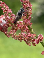 Leptarthrus brevirostris