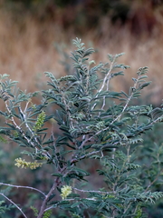 Prosopis farcta