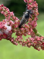 Leptarthrus brevirostris