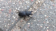 Dorcus parallelipipedus