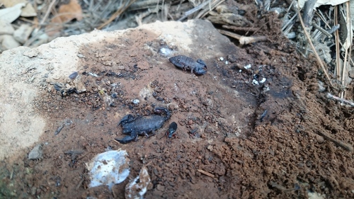 Megacormus xichu