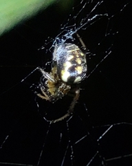 Araneus ejusmodi