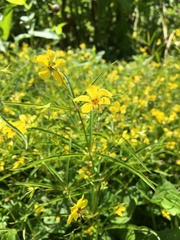 Lysimachia quadriflora