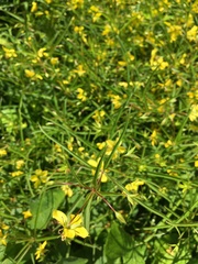 Lysimachia quadriflora