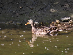 Anas platyrhynchos