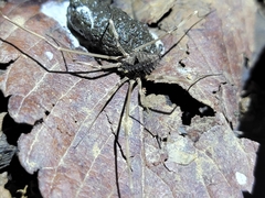 Bidentolophus bidens