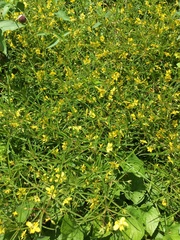 Lysimachia quadriflora