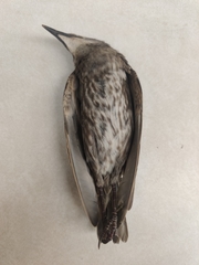 Sturnus vulgaris