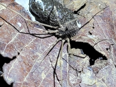 Bidentolophus bidens
