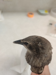 Sturnus vulgaris