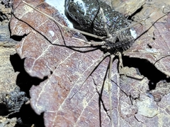 Bidentolophus bidens