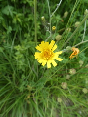 Hieracium maculatum