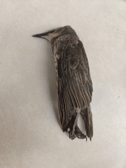 Sturnus vulgaris