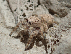 Attulus distinguendus