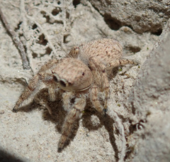 Attulus distinguendus