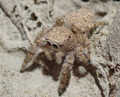 Attulus distinguendus