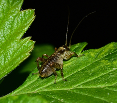 Cyphoderris