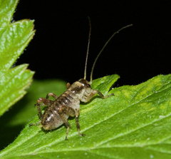 Cyphoderris