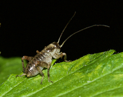 Cyphoderris