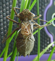 Anisoptera