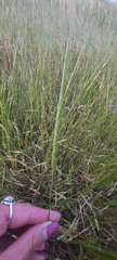 Aegilops cylindrica