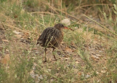 Rallus tenuirostris