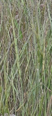 Aegilops cylindrica