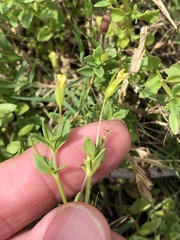Mecardonia procumbens